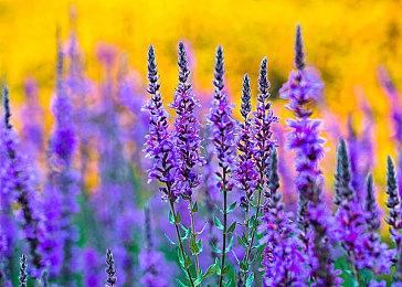 受《寂静岭》启发！《ILL》怪物设计灵感与玩法揭秘